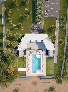 Travelers Palm - Side View